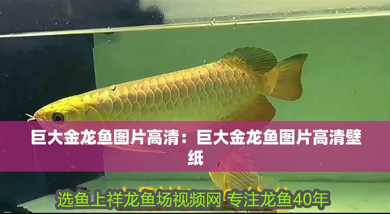 巨大金龍魚圖片高清：巨大金龍魚圖片高清壁紙