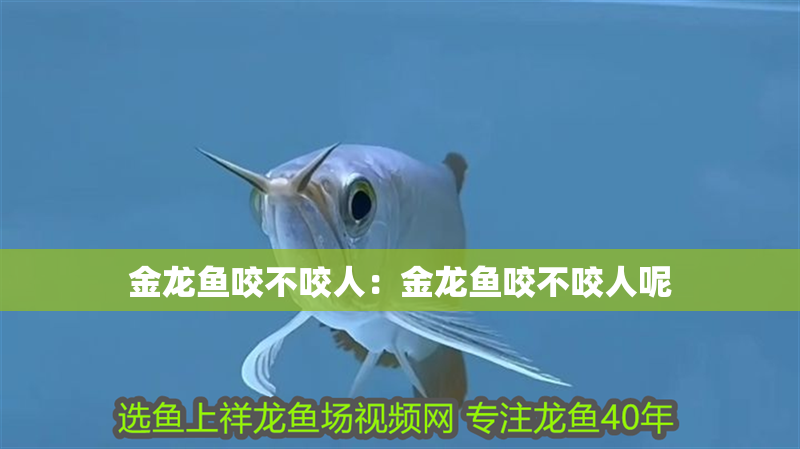 金龍魚咬不咬人：金龍魚咬不咬人呢