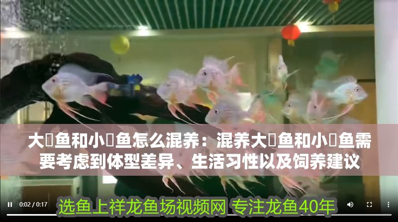 大魟魚和小魟魚怎么混養：混養大魟魚和小魟魚需要考慮到體型差異、生活習性以及飼養建議