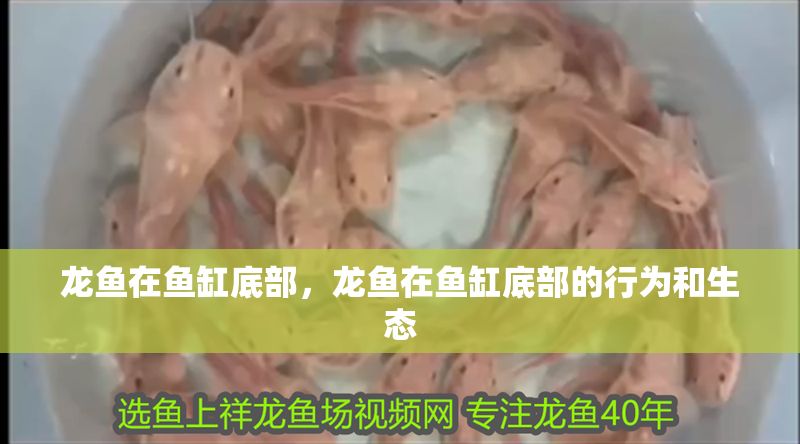 龍魚在魚缸底部，龍魚在魚缸底部的行為和生態