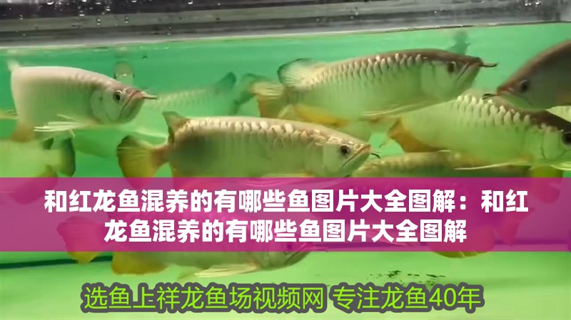 和紅龍魚混養的有哪些魚圖片大全圖解:和紅龍魚混養的有哪些魚圖片大全圖解 水族問答 和紅龍魚混養的有哪些魚圖片大全圖解:和紅龍魚混養的有哪些魚圖片大全圖解 和紅龍魚混養的有哪些魚圖片大全圖解:和紅龍魚混養的有哪些魚圖片大全圖解 水族問答