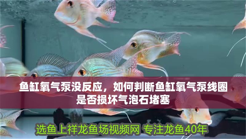 魚缸氧氣泵沒反應，如何判斷魚缸氧氣泵線圈是否損壞氣泡石堵塞