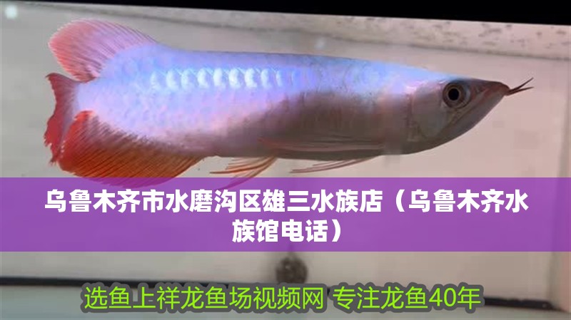 烏魯木齊市水磨溝區(qū)雄三水族店（烏魯木齊水族館電話）