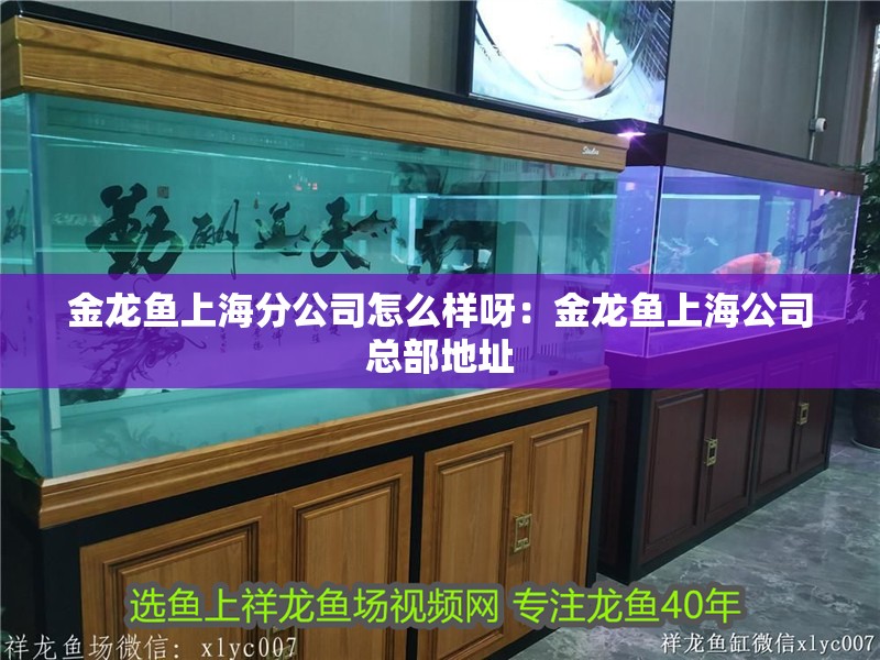 金龍魚上海分公司怎么樣呀：金龍魚上海公司總部地址