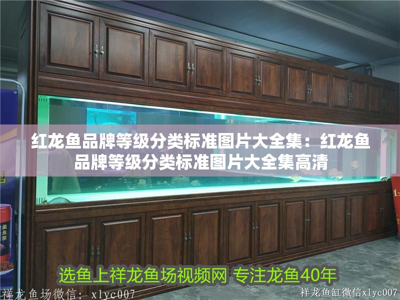 紅龍魚品牌等級分類標準圖片大全集：紅龍魚品牌等級分類標準圖片大全集高清