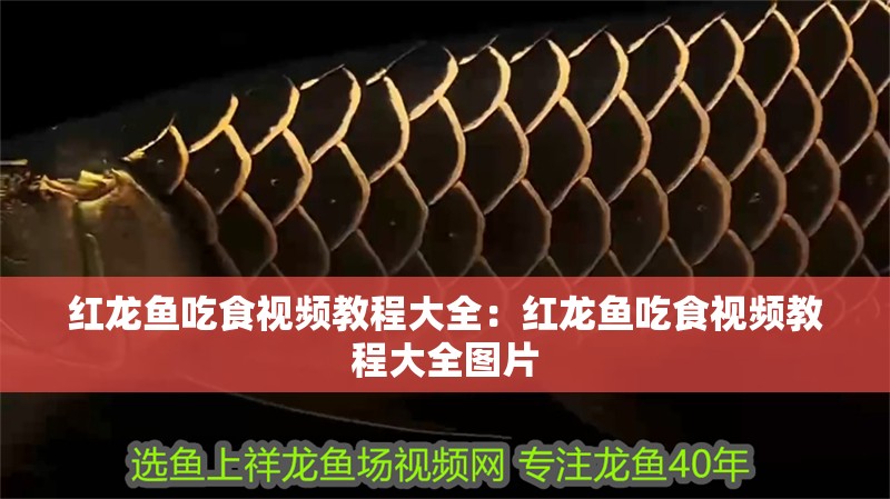 紅龍魚吃食視頻教程大全：紅龍魚吃食視頻教程大全圖片