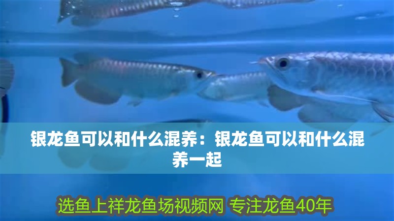 銀龍魚可以和什么混養：銀龍魚可以和什么混養一起