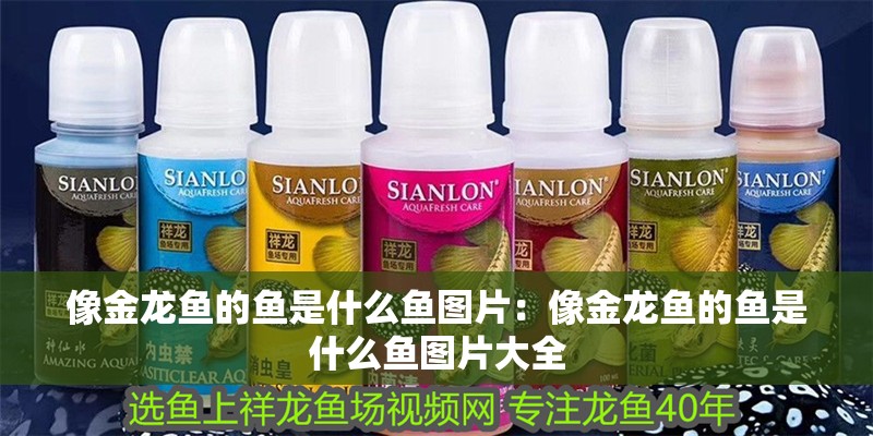 像金龍魚的魚是什么魚圖片：像金龍魚的魚是什么魚圖片大全