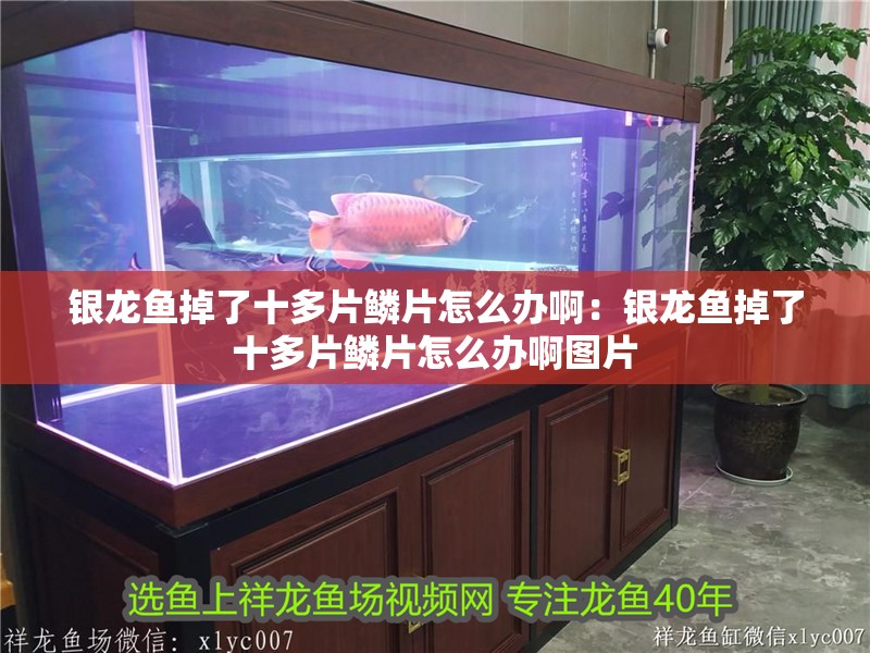 銀龍魚掉了十多片鱗片怎么辦啊：銀龍魚掉了十多片鱗片怎么辦啊圖片
