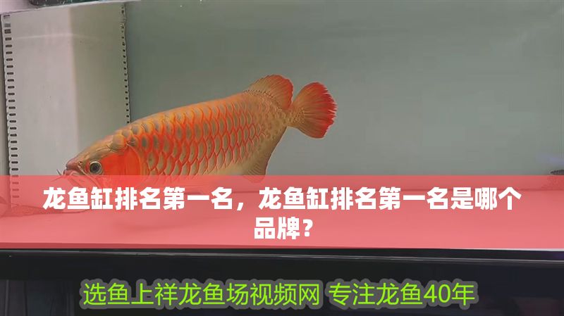 龍魚缸排名第一名，龍魚缸排名第一名是哪個品牌？