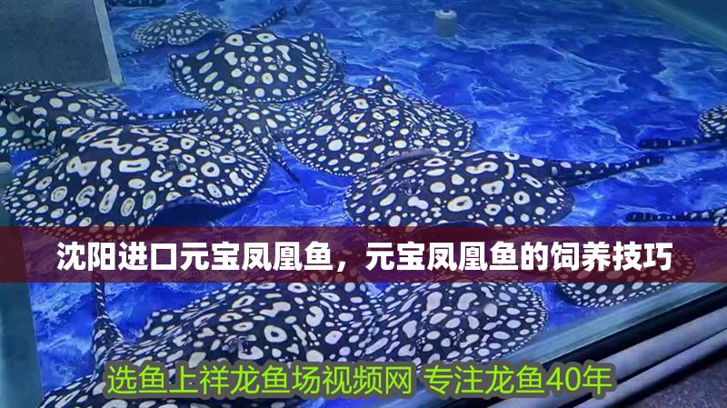 沈陽進口元寶鳳凰魚，元寶鳳凰魚的飼養技巧