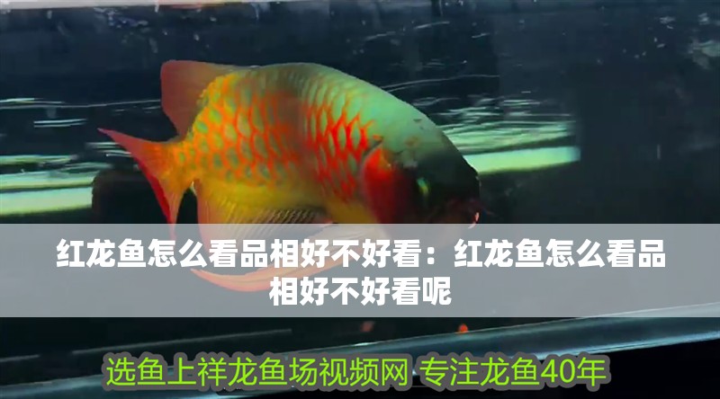 紅龍魚怎么看品相好不好看：紅龍魚怎么看品相好不好看呢