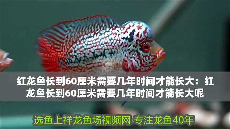紅龍魚長到60厘米需要幾年時間才能長大：紅龍魚長到60厘米需要幾年時間才能長大呢 紅龍魚長到60厘米需要幾年時間才能長大：紅龍魚長到60厘米需要幾年時間才能長大呢 水族問答