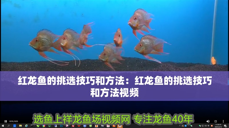 紅龍魚(yú)的挑選技巧和方法：紅龍魚(yú)的挑選技巧和方法視頻