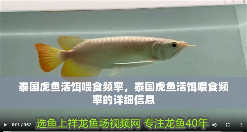 泰國(guó)虎魚活餌喂食頻率，泰國(guó)虎魚活餌喂食頻率的詳細(xì)信息