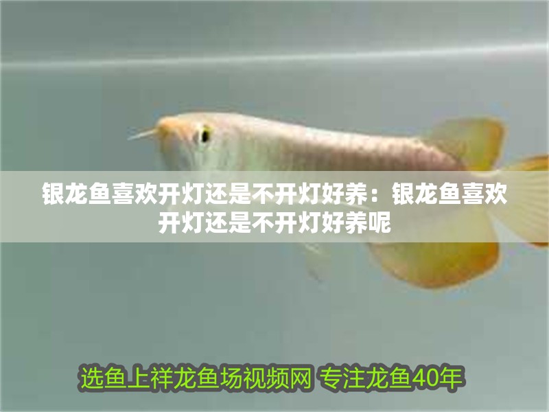 銀龍魚喜歡開燈還是不開燈好養：銀龍魚喜歡開燈還是不開燈好養呢 銀龍魚喜歡開燈還是不開燈好養：銀龍魚喜歡開燈還是不開燈好養呢 水族問答