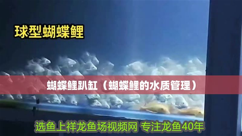 蝴蝶鯉趴缸（蝴蝶鯉的水質管理）