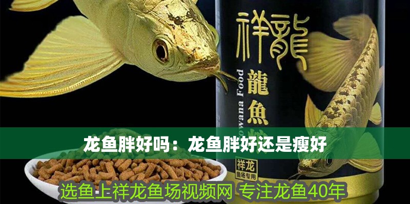龍魚胖好嗎：龍魚胖好還是瘦好