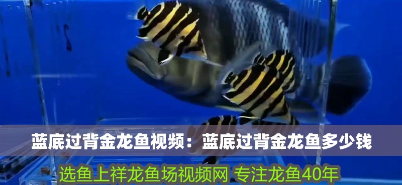 藍(lán)底過(guò)背金龍魚(yú)視頻：藍(lán)底過(guò)背金龍魚(yú)多少錢(qián)