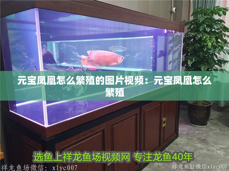 元寶鳳凰怎么繁殖的圖片視頻：元寶鳳凰怎么繁殖 元寶鳳凰怎么繁殖的圖片視頻：元寶鳳凰怎么繁殖 元寶鳳凰魚百科 第2張