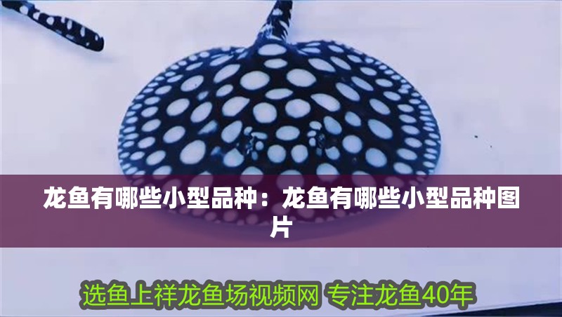 龍魚有哪些小型品種：龍魚有哪些小型品種圖片 龍魚有哪些小型品種：龍魚有哪些小型品種圖片 水族問答