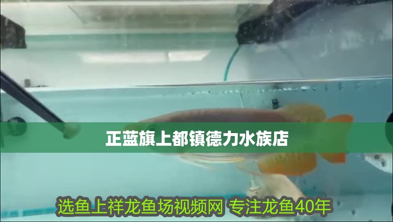 正藍旗上都鎮(zhèn)德力水族店