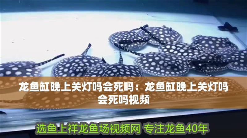 龍魚缸晚上關(guān)燈嗎會死嗎：龍魚缸晚上關(guān)燈嗎會死嗎視頻