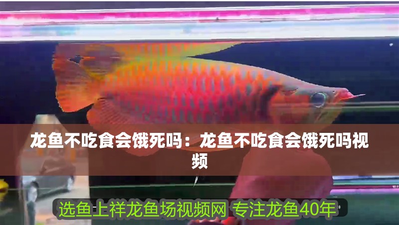 龍魚不吃食會(huì)餓死嗎：龍魚不吃食會(huì)餓死嗎視頻