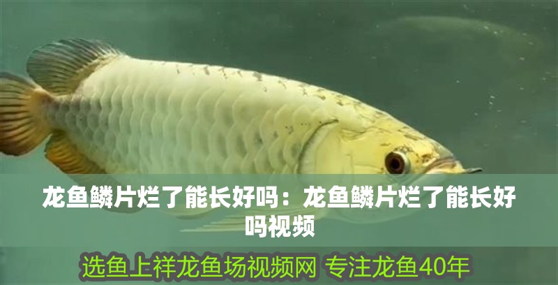 龍魚鱗片爛了能長好嗎：龍魚鱗片爛了能長好嗎視頻