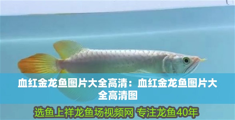 血紅金龍魚圖片大全高清：血紅金龍魚圖片大全高清圖
