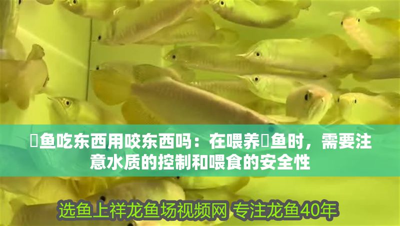 魟魚吃東西用咬東西嗎：在喂養(yǎng)魟魚時(shí)，需要注意水質(zhì)的控制和喂食的安全性