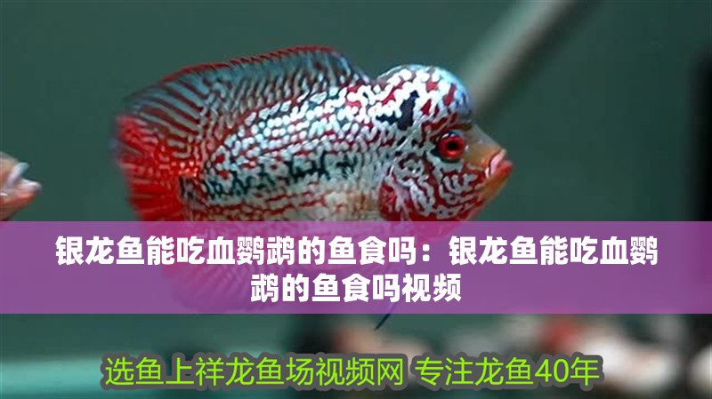銀龍魚能吃血鸚鵡的魚食嗎：銀龍魚能吃血鸚鵡的魚食嗎視頻