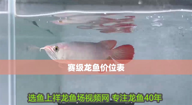 賽級龍魚價位表