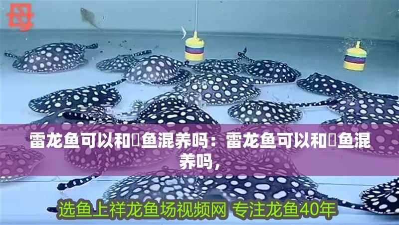 雷龍魚可以和魟魚混養嗎：雷龍魚可以和魟魚混養嗎，