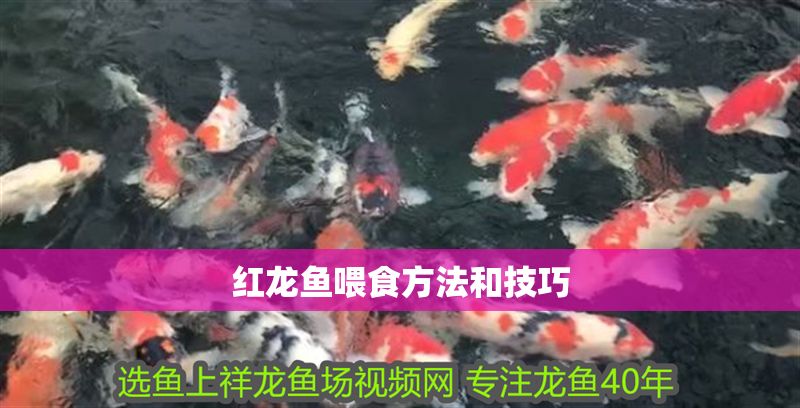 紅龍魚喂食方法和技巧