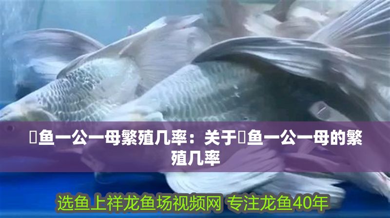 魟魚一公一母繁殖幾率：關(guān)于魟魚一公一母的繁殖幾率