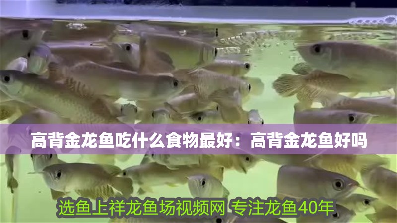 高背金龍魚吃什么食物最好：高背金龍魚好嗎