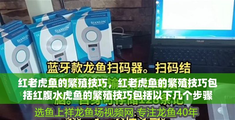 紅老虎魚的繁殖技巧，紅老虎魚的繁殖技巧包括紅腹水虎魚的繁殖技巧包括以下幾個步驟