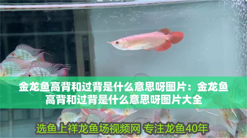 金龍魚高背和過背是什么意思呀圖片：金龍魚高背和過背是什么意思呀圖片大全