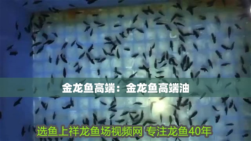 金龍魚高端:金龍魚高端油 水族問答 金龍魚高端:金龍魚高端油 金龍魚高端:金龍魚高端油 水族問答