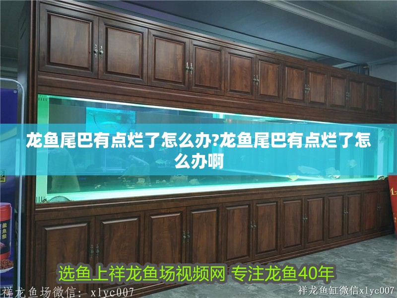 龍魚尾巴有點爛了怎么辦?龍魚尾巴有點爛了怎么辦啊