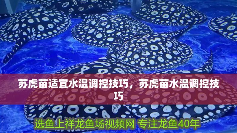 蘇虎苗適宜水溫調(diào)控技巧，蘇虎苗水溫調(diào)控技巧