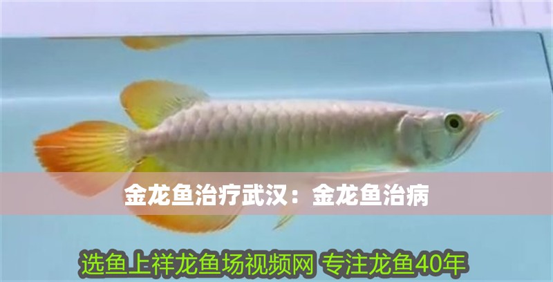 金龍魚治療武漢：金龍魚治病