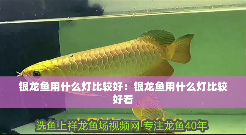 銀龍魚(yú)用什么燈比較好：銀龍魚(yú)用什么燈比較好看