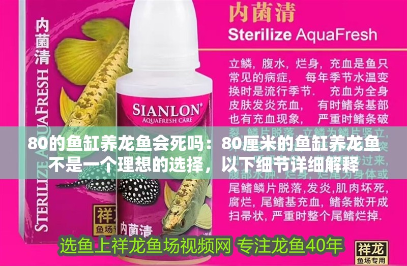 80的魚缸養龍魚會死嗎：80厘米的魚缸養龍魚不是一個理想的選擇，以下細節詳細解釋