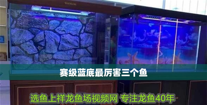 賽級藍底最厲害三個魚