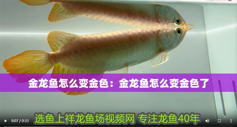 金龍魚怎么變金色：金龍魚怎么變金色了