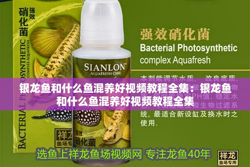 銀龍魚和什么魚混養好視頻教程全集：銀龍魚和什么魚混養好視頻教程全集