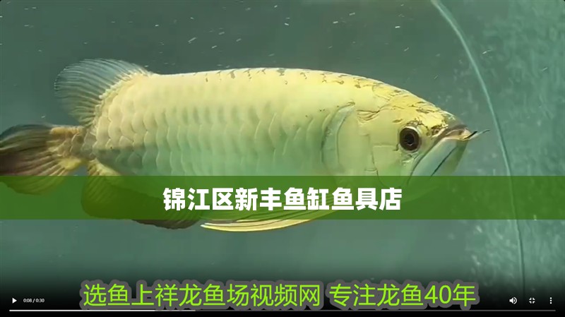 錦江區新豐魚缸魚具店