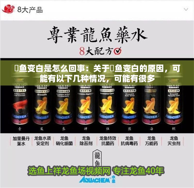 魟魚變白是怎么回事：關(guān)于魟魚變白的原因，可能有以下幾種情況，可能有很多